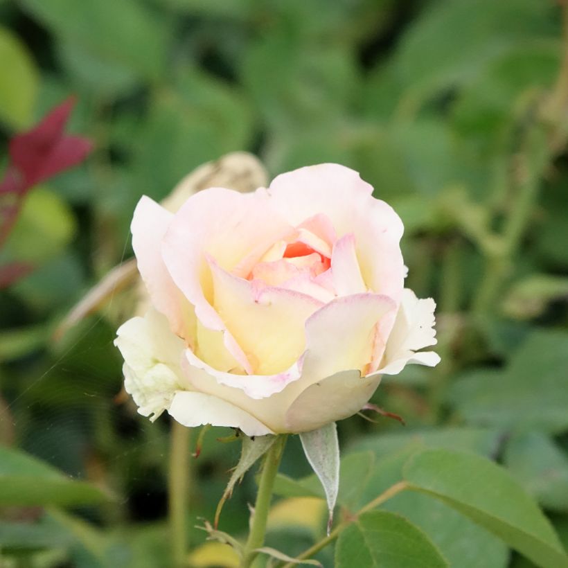 Rosa Boréale - Edelrose (Blüte)