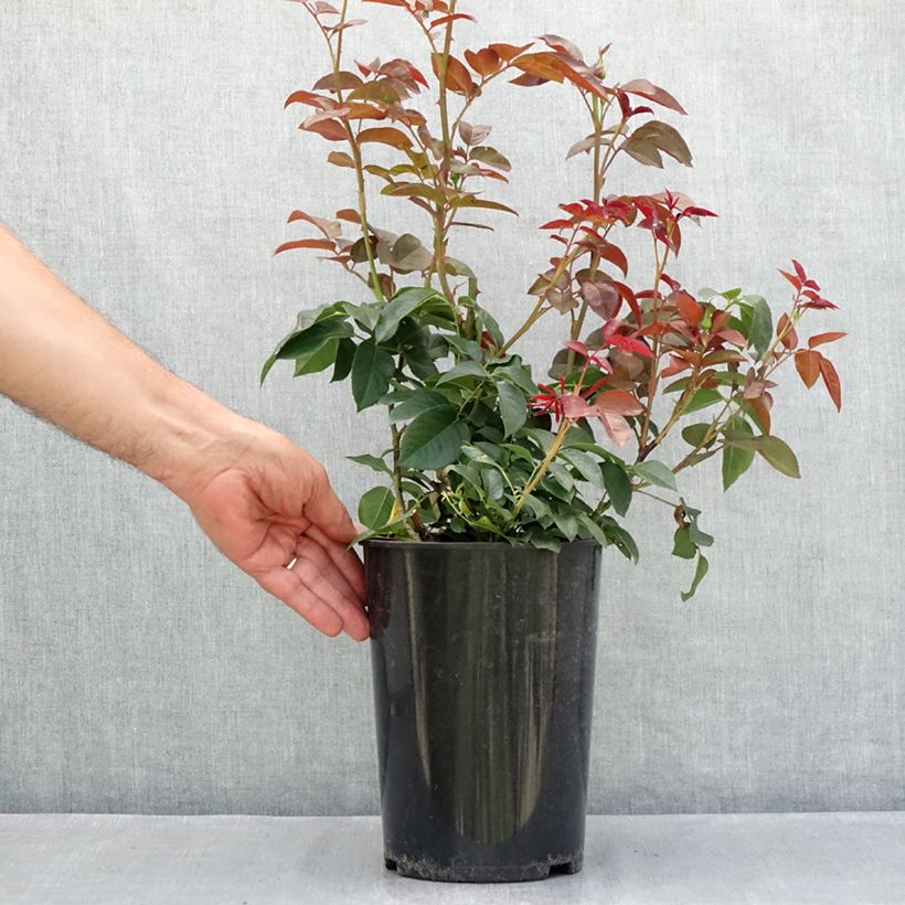 Exemplar von Rosa Borneo Odore - Edelrose Topf mit 4L/5L wie im Sommer geliefert