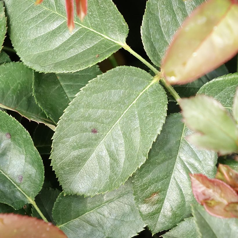 Rosa Borneo Odore - Edelrose (Laub)