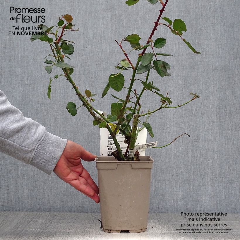 Exemplar von Rosa Chartreuse de Parme - Edelrose Topf mit 3L/4L wie im Herbst geliefert
