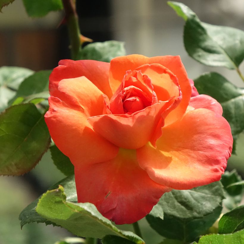 Rosa Christophe Colomb - Edelrose (Blüte)