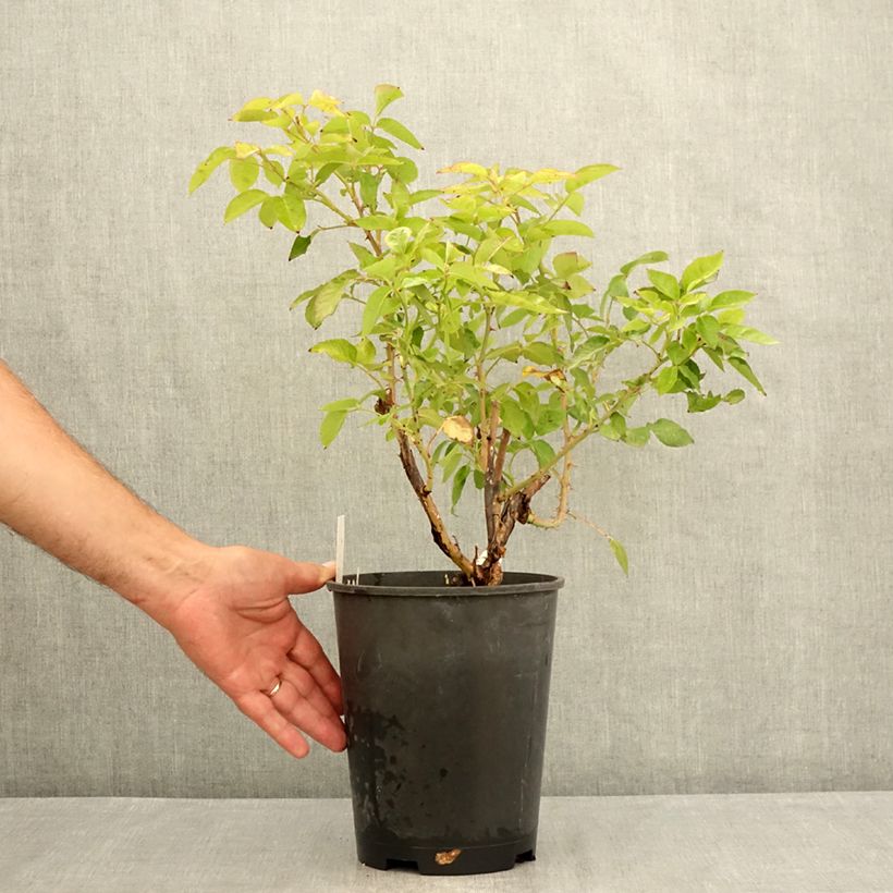 Exemplar von Rosa Crazy Fashion - Edelrose Topf mit 4L/5L wie im Sommer geliefert