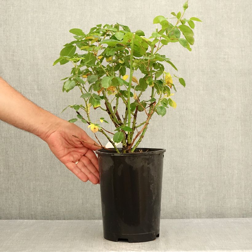 Exemplar von Rosa Criterion - Edelrose Topf mit 4L/5L wie im Sommer geliefert