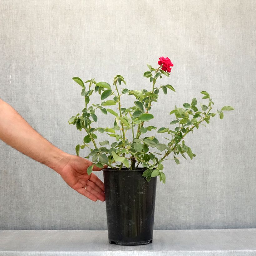 Exemplar von Rosa Dame de Coeur - Edelrose Topf mit 4L/5L wie im Sommer geliefert