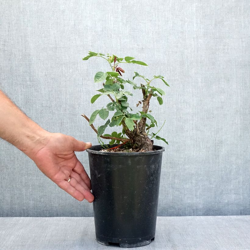 Exemplar von Rosier à grandes fleurs Donatella Topf mit 4L/5L wie im Sommer geliefert