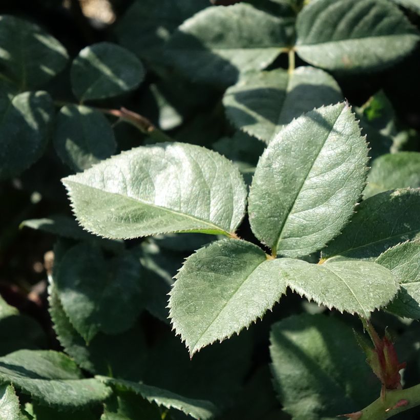 Rosa Elégance Française Meithatie - Edelrose (Laub)