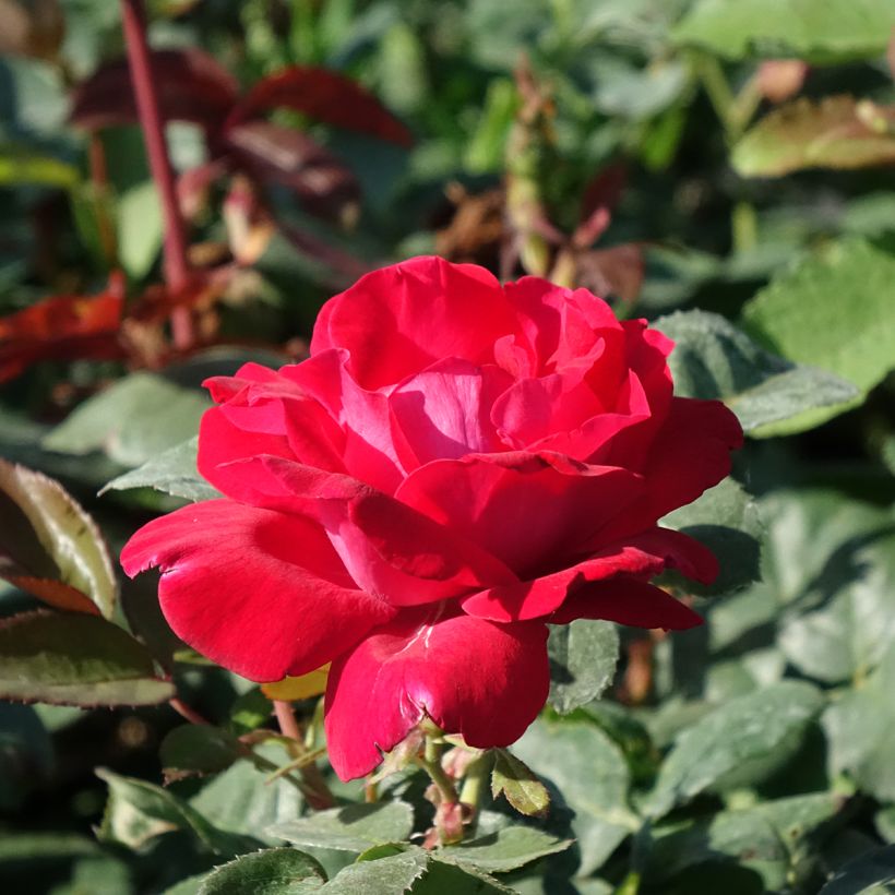 Rosa Elégance Française Meithatie - Edelrose (Blüte)