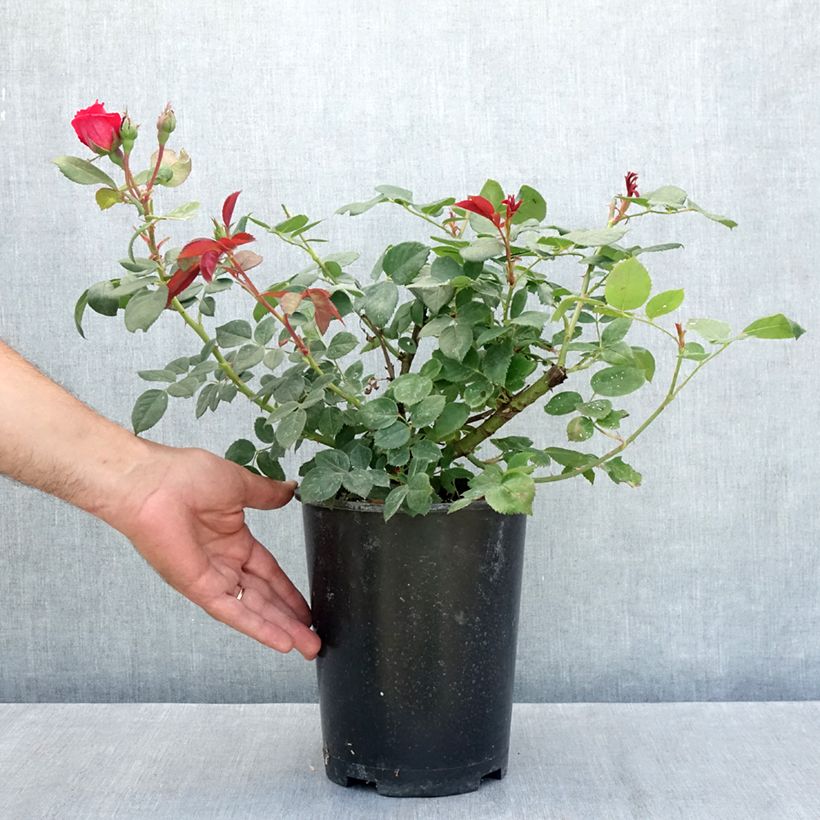 Exemplar von Rosa Elégance Française Meithatie - Edelrose Topf mit 4L/5L wie im Sommer geliefert