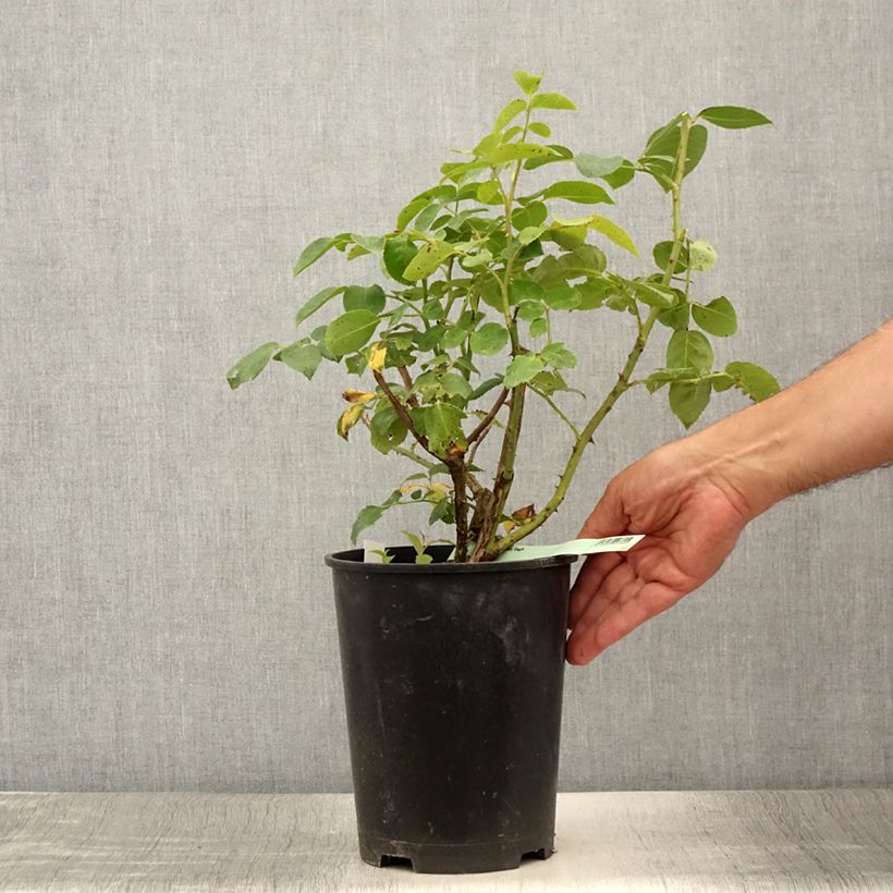 Exemplar von Rosa Eleganza Oh Happy Day - Edelrose Topf mit 4L/5L wie im Sommer geliefert