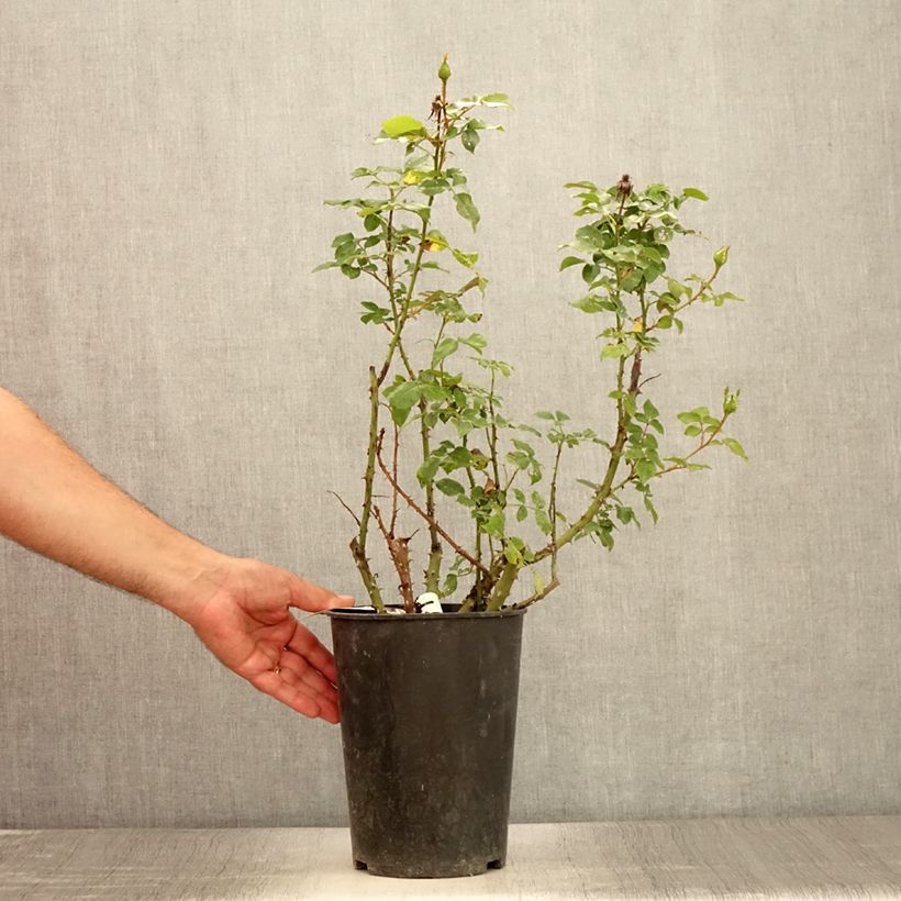 Exemplar von Rosa Espoir d'Anjou - Edelrose Topf mit 4L/5L wie im Sommer geliefert