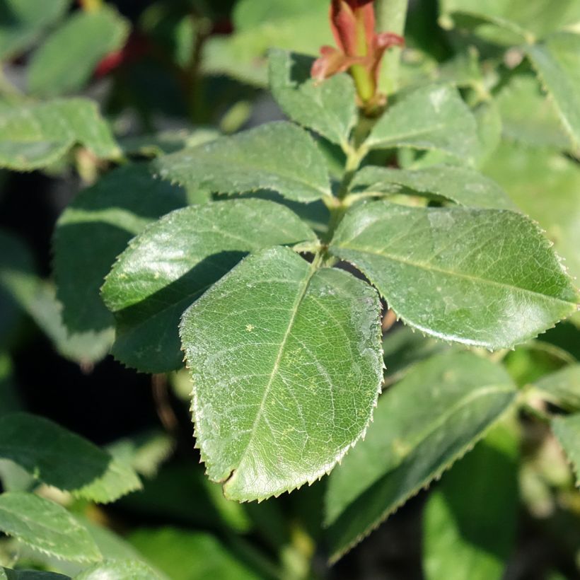 Rosa Eureka - Edelrose (Laub)