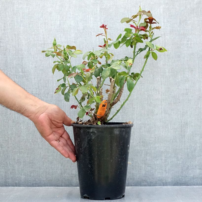 Exemplar von Rosier à grandes fleurs Eureka Topf mit 4L/5L wie im Sommer geliefert
