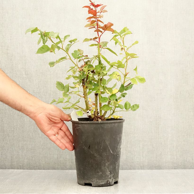 Exemplar von Rosa Fragonard - Edelrose Topf mit 3L/4L wie im Sommer geliefert