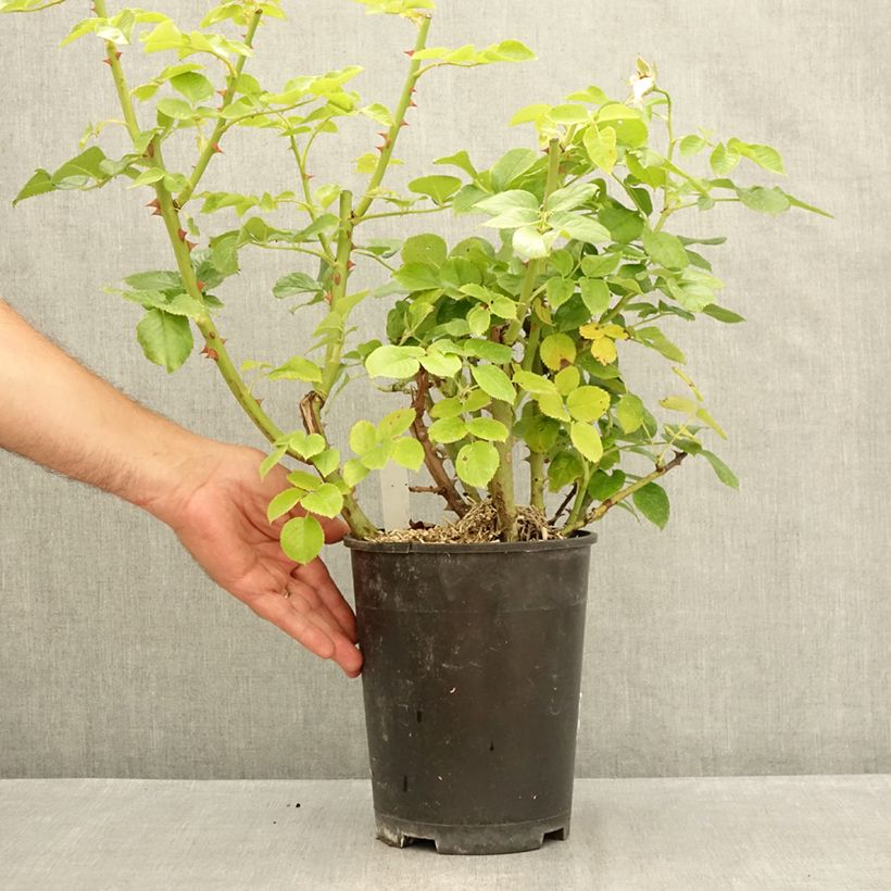 Exemplar von Rosa Goldfinger - Edelrose Topf mit 4L/5L wie im Sommer geliefert