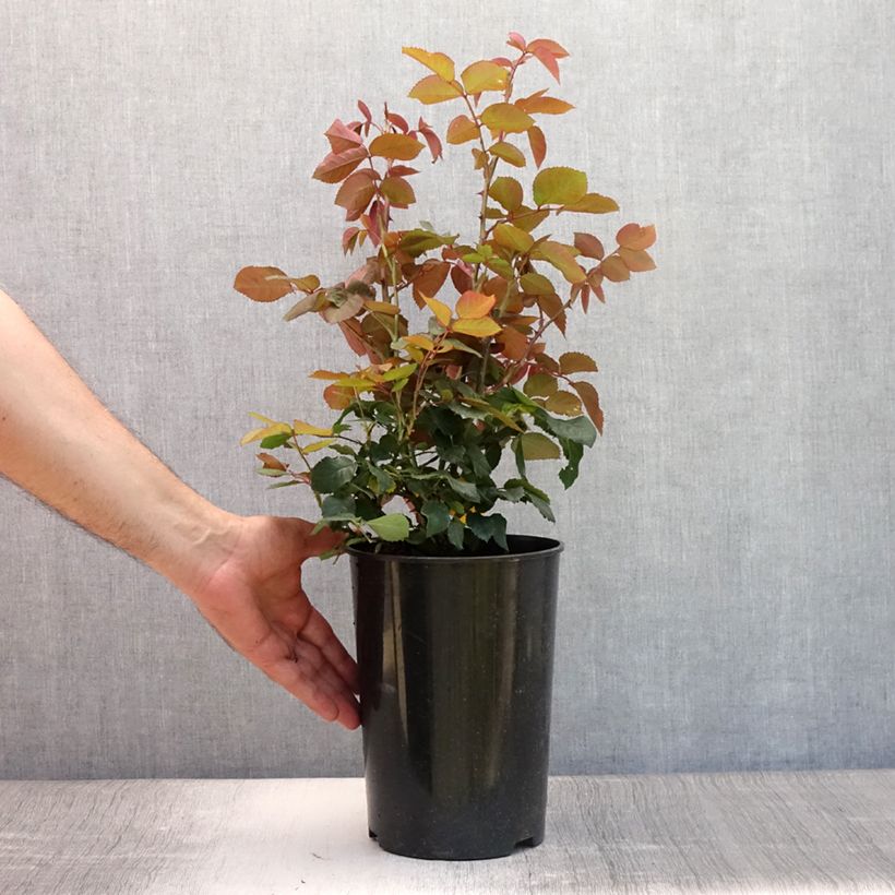 Exemplar von Rosa Grande Amore - Edelrose Topf mit 4L/5L wie im Sommer geliefert