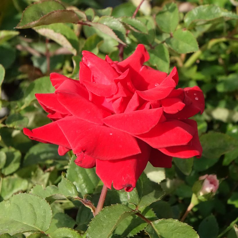 Rosa Grande Amore - Edelrose (Blüte)