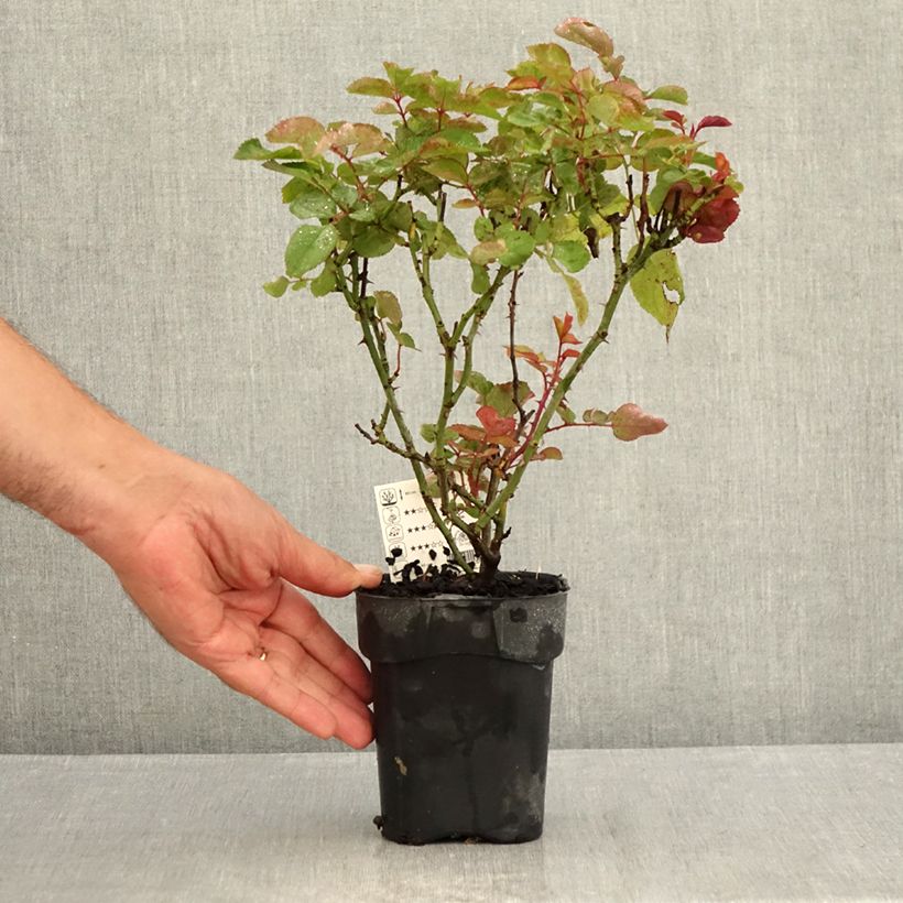 Exemplar von Rosa Grande Amore - Edelrose Topf 10 cm/11cm wie im Sommer geliefert