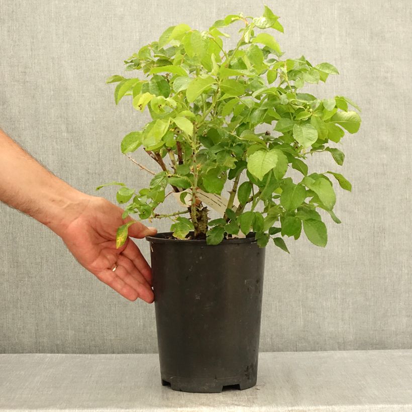 Exemplar von Rosa Guillaume Gomez - Edelrose Topf mit 4L/5L wie im Sommer geliefert