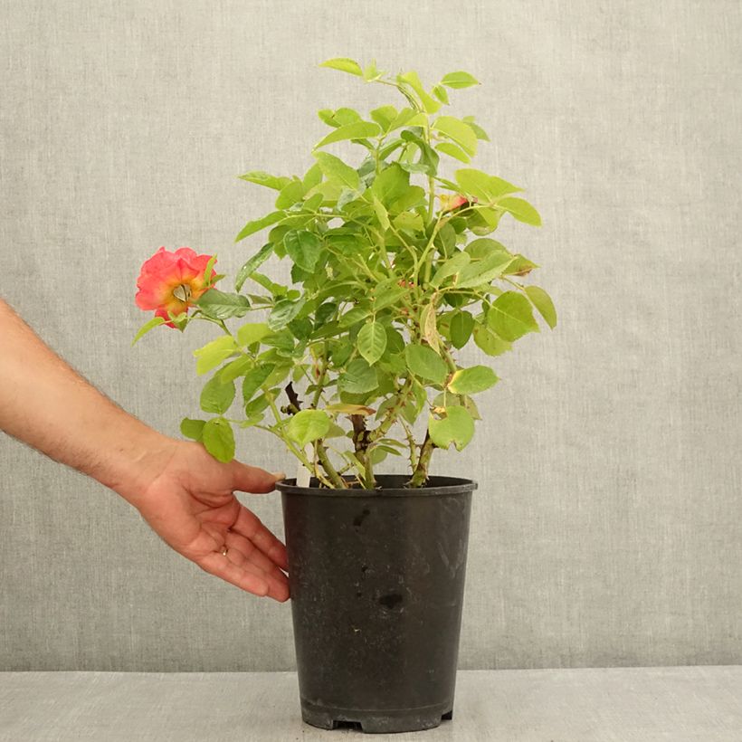 Exemplar von Rosa Ibiza - Edelrose Topf mit 4L/5L wie im Sommer geliefert