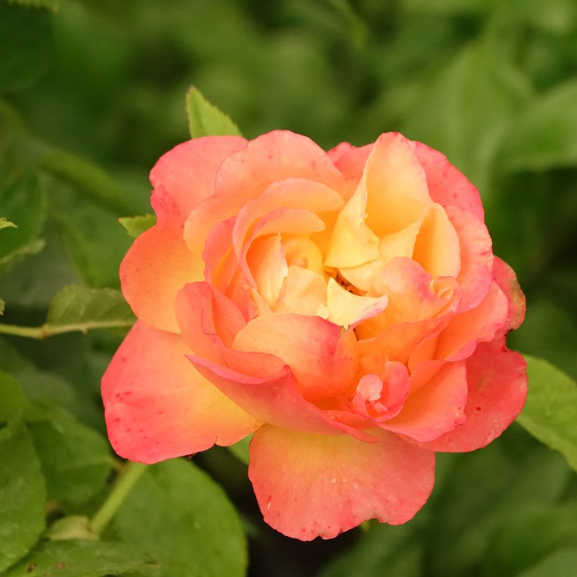 Rosa Ibiza - Edelrose (Blüte)