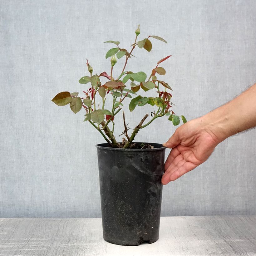 Exemplar von Rosa Ingrid Bergman - Edelrose Topf mit 4L/5L wie im Sommer geliefert