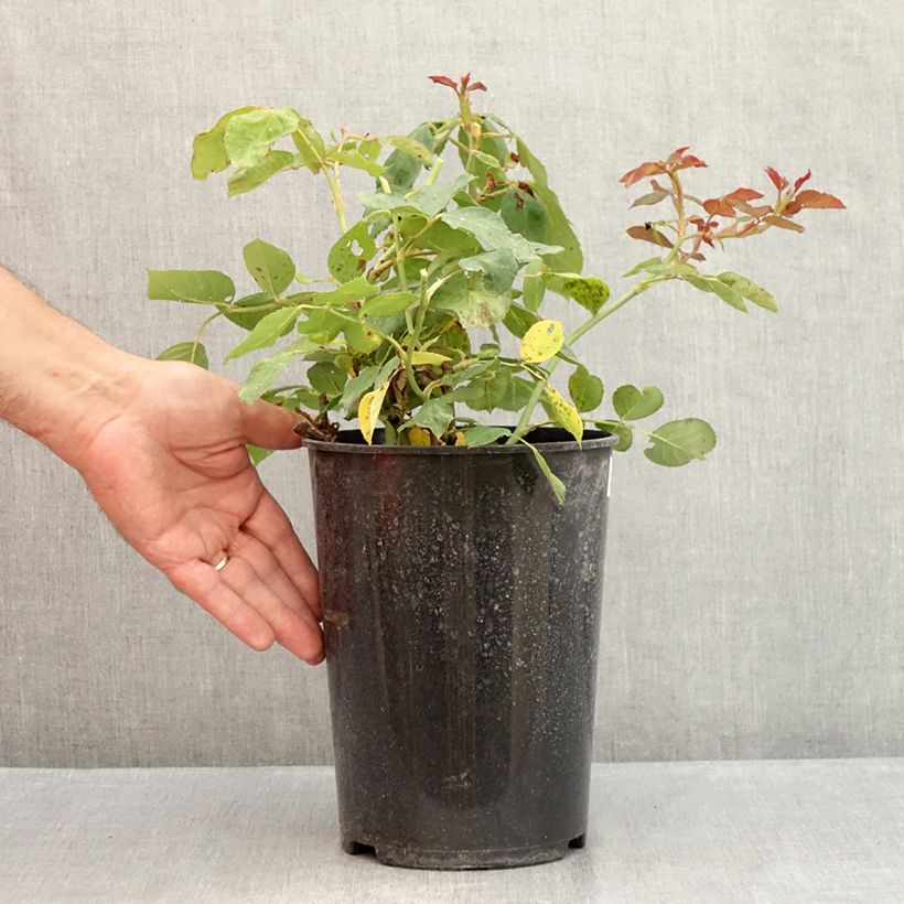 Exemplar von Rosa Jalitah - Edelrose Topf mit 4L/5L wie im Sommer geliefert