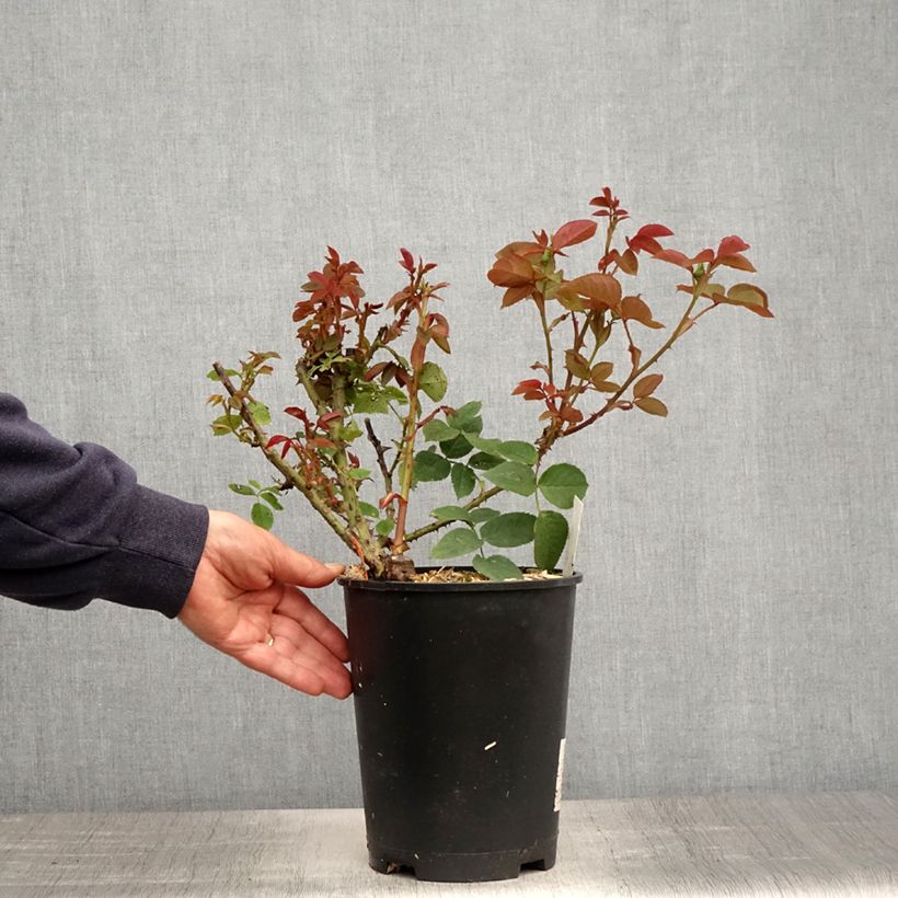 Exemplar von Rosa Jardins de Bagatelle - Edelrose Topf mit 4L/5L wie im Frühjahr geliefert