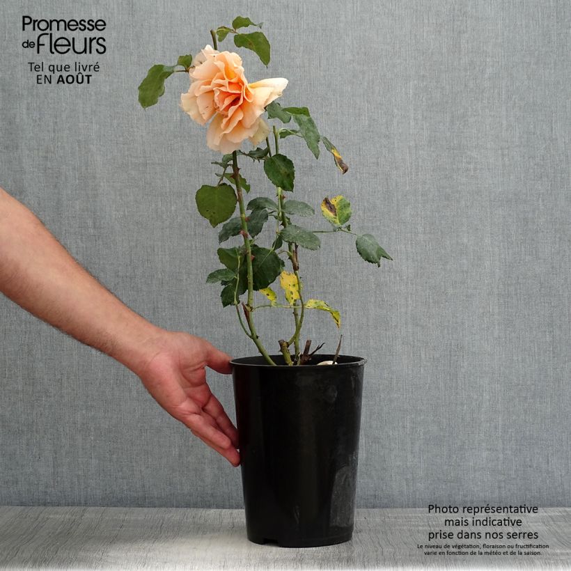 Exemplar von Rosa Just Joey - Edelrose Topf mit 4L/5L wie im Sommer geliefert