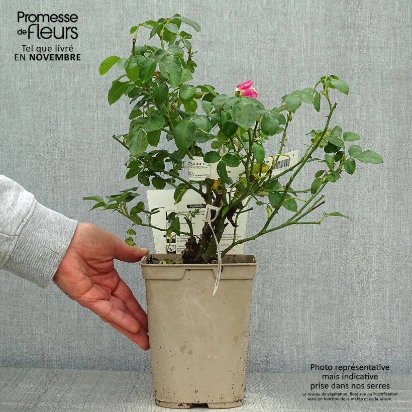 Exemplar von Rosa La Rose de Molinard - Edelrose Topf mit 4L/5L wie im Herbst geliefert
