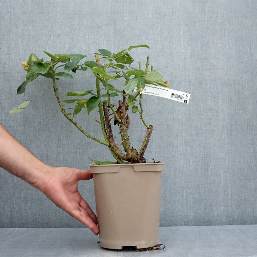 Exemplar von Rosa La rose Monsieur - Edelrose Topf mit 4L/5L wie im Sommer geliefert