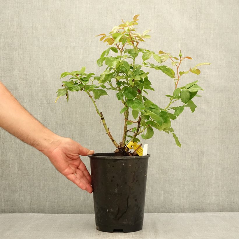 Exemplar von Rosa Les Années Folles Bobino - Edelrose Topf mit 4L/5L wie im Sommer geliefert