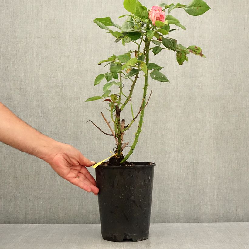 Exemplar von Rosa Les Années Folles Fox Trot - Edelrose Topf mit 4L/5L wie im Sommer geliefert
