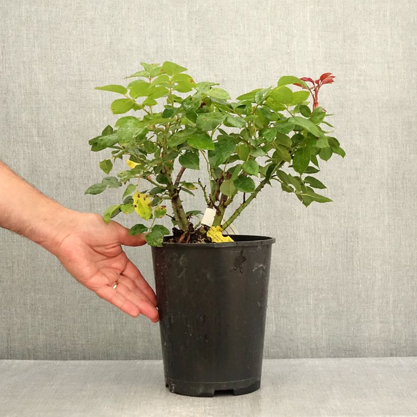 Exemplar von Rosa Les Années Folles La Garçonne - Edelrose Topf mit 4L/5L wie im Sommer geliefert