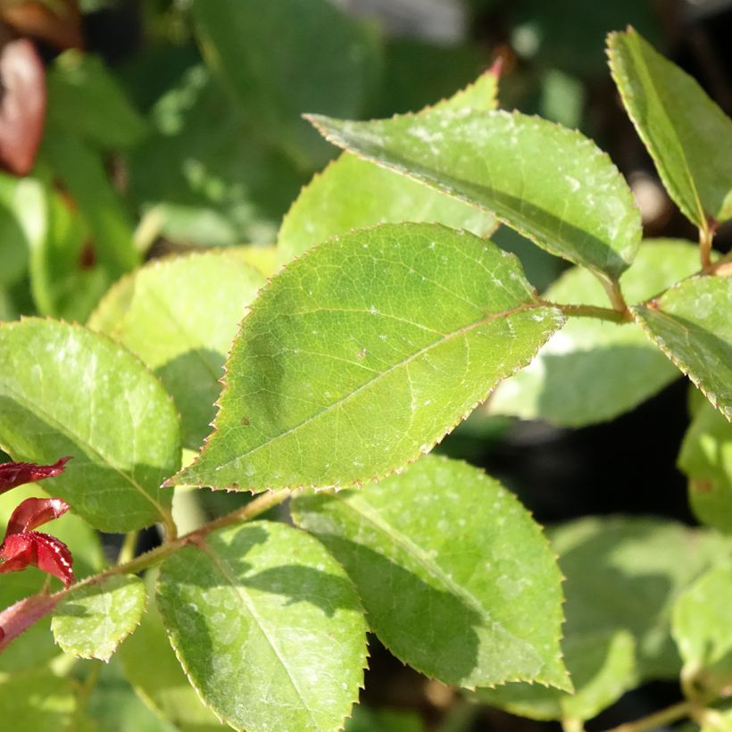 Rosa Les Années Folles La Garçonne - Edelrose (Laub)