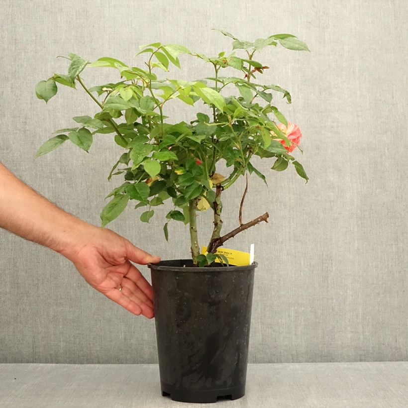 Exemplar von Rosa Les Années Folles Music Hall - Edelrose Topf mit 4L/5L wie im Sommer geliefert