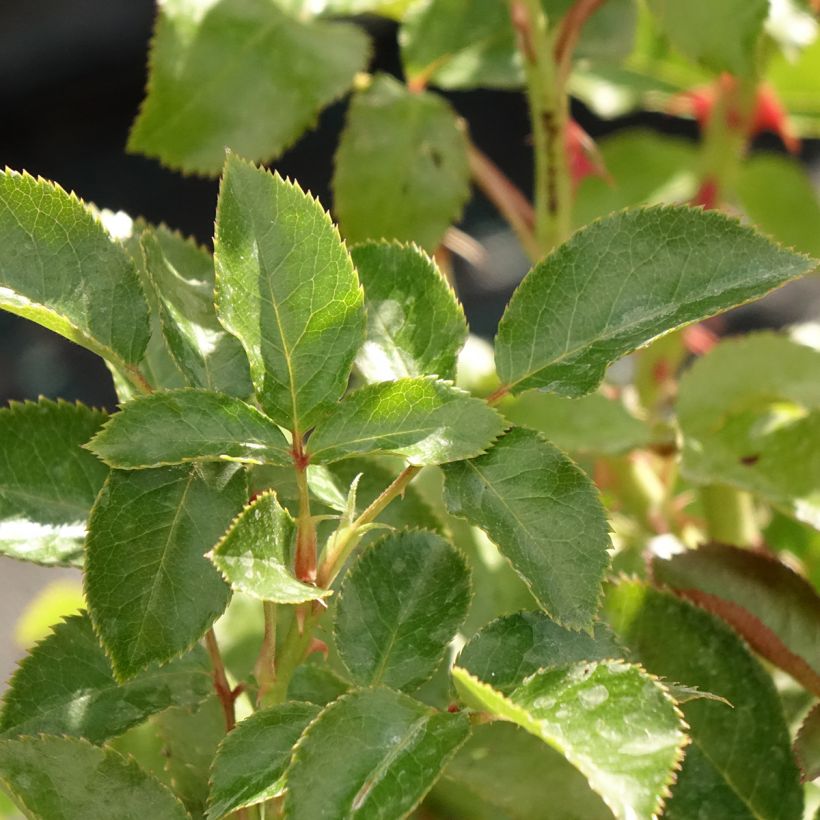 Rosa Macha Meril - Edelrose (Laub)