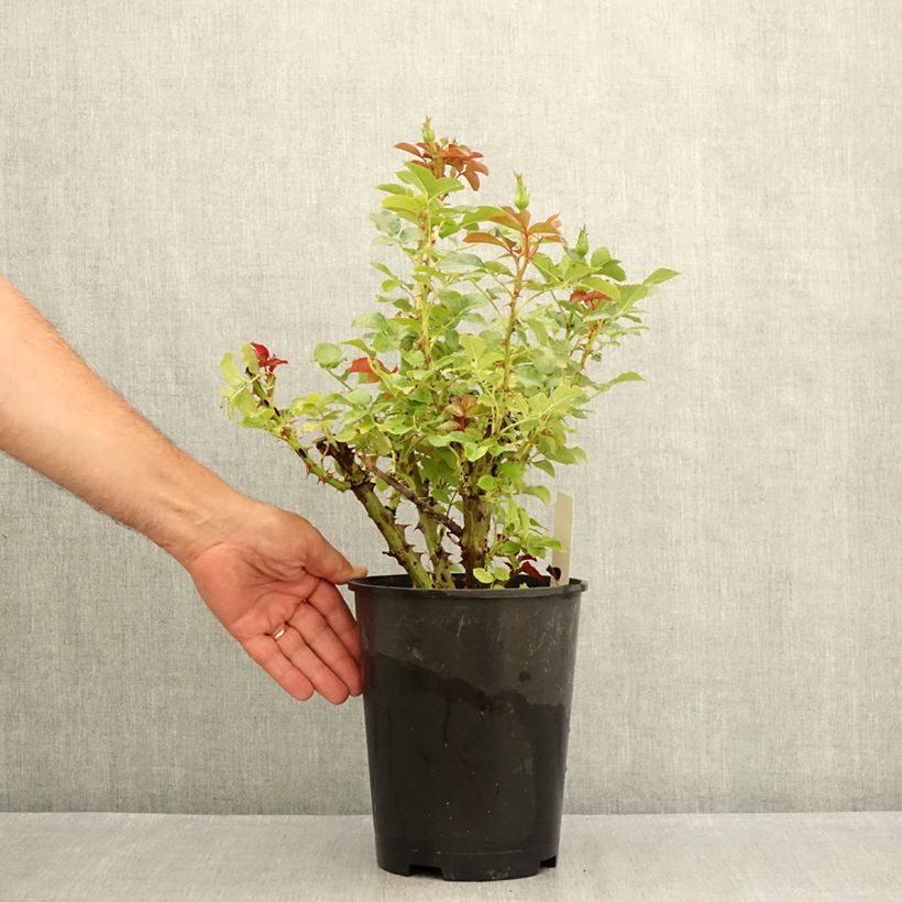 Exemplar von Rosa Macha Meril - Edelrose Topf mit 4L/5L wie im Sommer geliefert