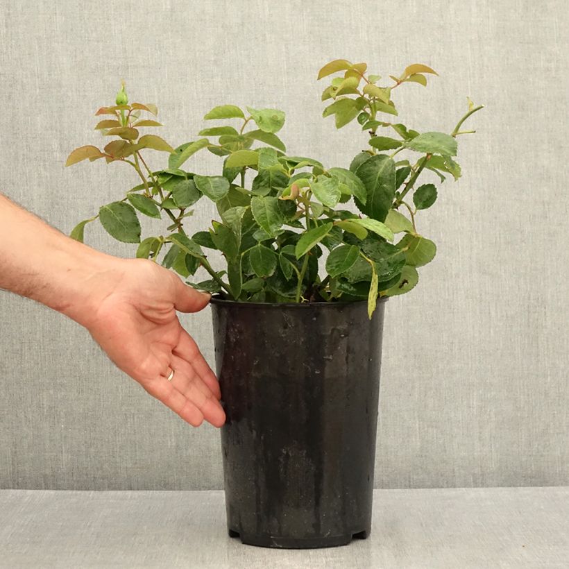 Exemplar von Rosa Memoire - Edelrose Topf mit 4L/5L wie im Sommer geliefert