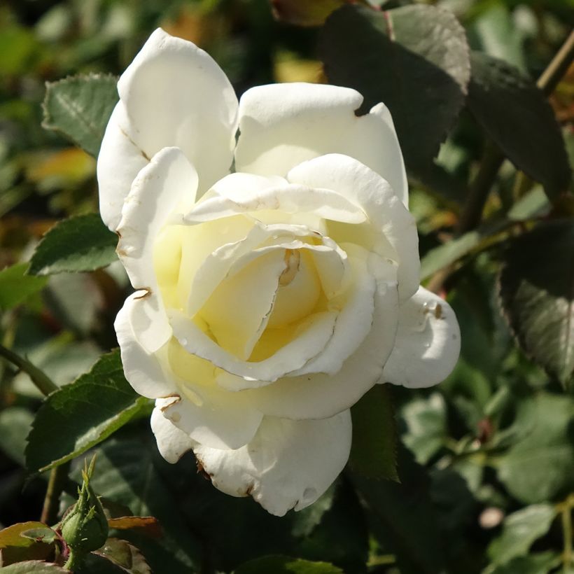 Rosa Memoire - Edelrose (Blüte)
