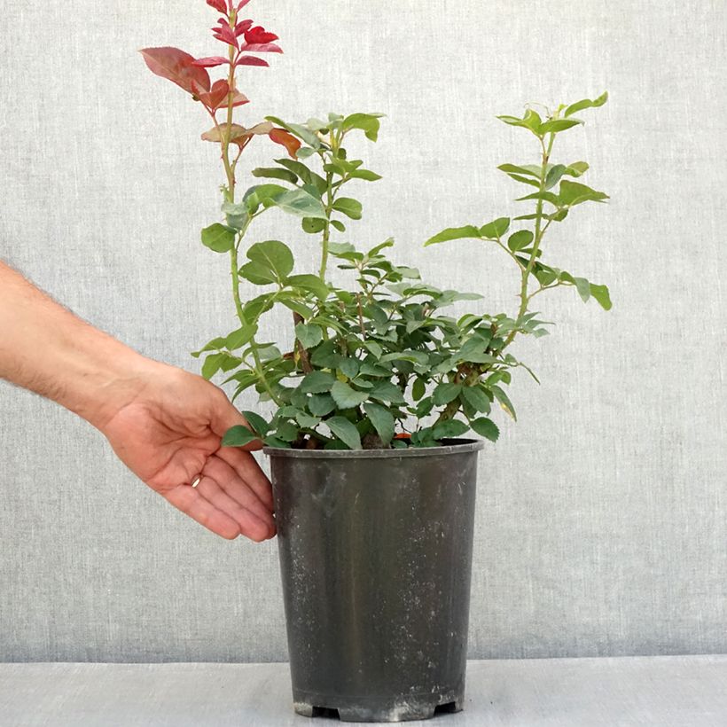 Exemplar von Rosier à grandes fleurs Metropolitan Topf mit 4L/5L wie im Sommer geliefert