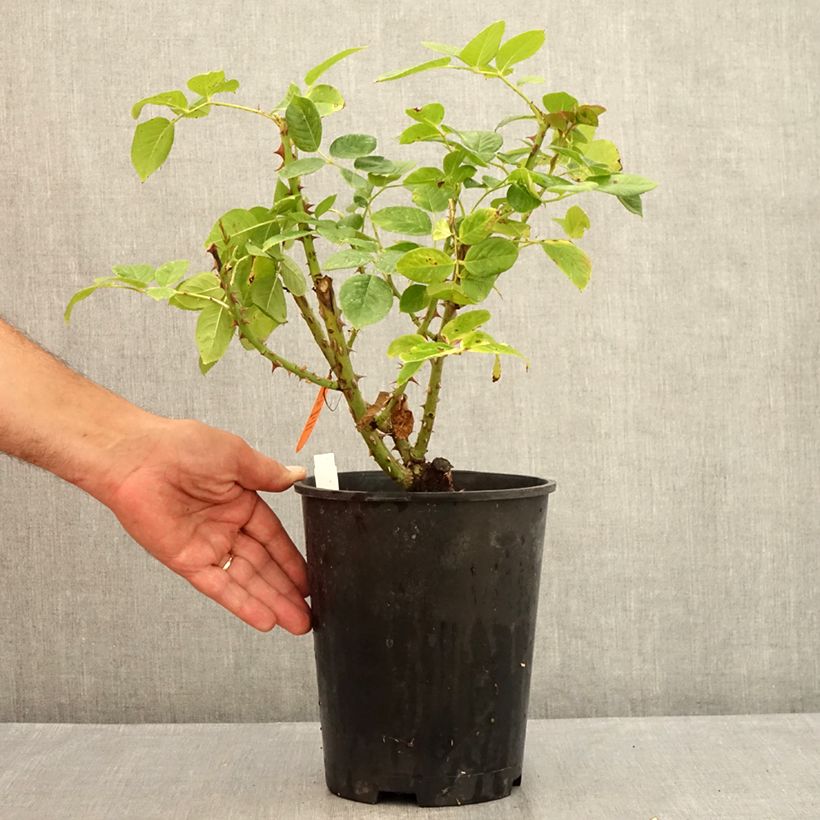 Exemplar von Rosa Michelangelo - Edelrose Topf mit 4L/5L wie im Sommer geliefert