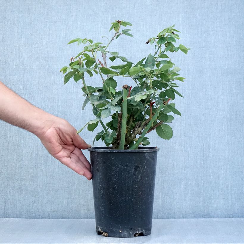 Exemplar von Rosier à grandes fleurs Mister Lincoln Topf mit 4L/5L wie im Sommer geliefert