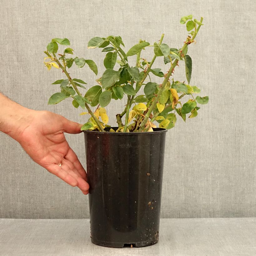 Exemplar von Rosa Mme A. Meilland - Edelrose Topf mit 4L/5L wie im Sommer geliefert