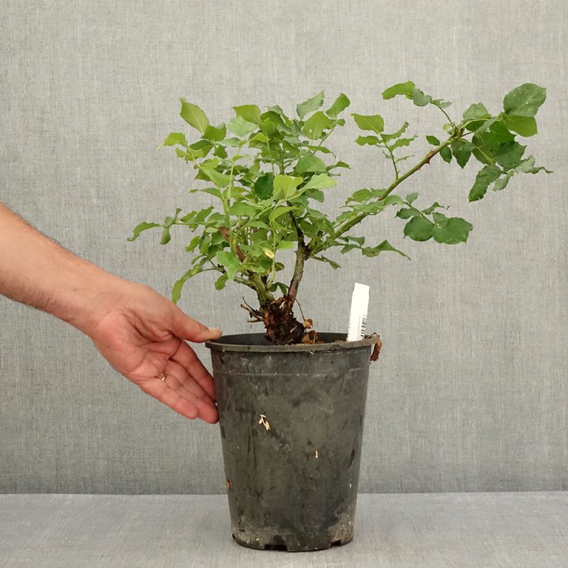 Exemplar von Rosa New Imagine - Edelrose Topf mit 4L/5L wie im Sommer geliefert