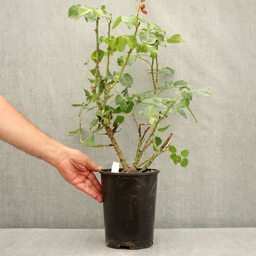 Exemplar von Rosa Niharika - Edelrose Topf mit 4L/5L wie im Sommer geliefert
