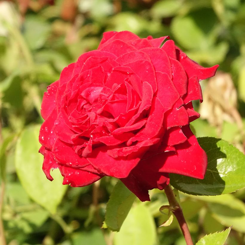 Rosa Noémie de Rothschild - Edelrose (Blüte)
