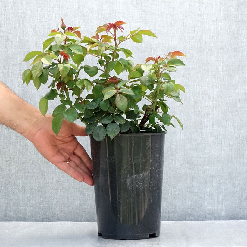 Exemplar von Rosa Nostalgie - Edelrose Topf mit 4L/5L wie im Sommer geliefert