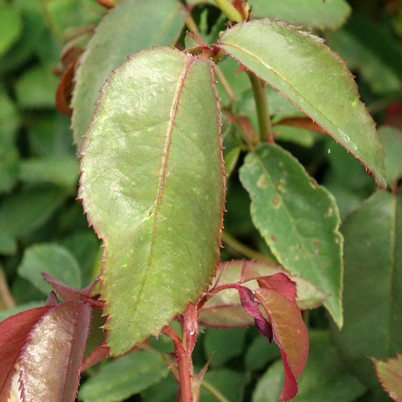 Rosa Nuage Parfumé - Edelrose (Laub)