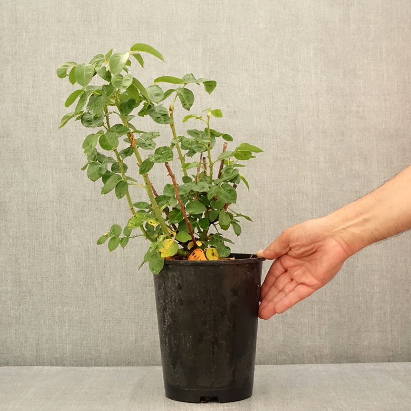 Exemplar von Rosa Oriental Peace - Edelrose Topf mit 4L/5L wie im Sommer geliefert