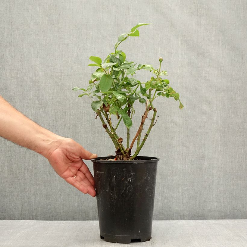 Exemplar von Rosa Pacific Sunset - Edelrose Topf mit 4L/5L wie im Sommer geliefert